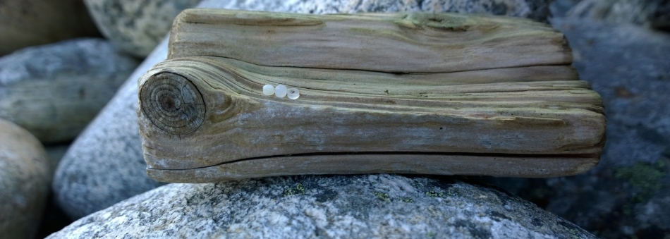 Pellets found on the Lofoten islands, northern Norway